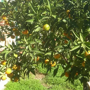 Bed & Breakfast Garden, Modica